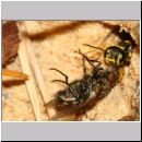 Mellinus arvensis - Kotwespe w52 zieht Fliege rueckwaerts in ihr Nest - Sandgrube Niedringhaussee.jpg